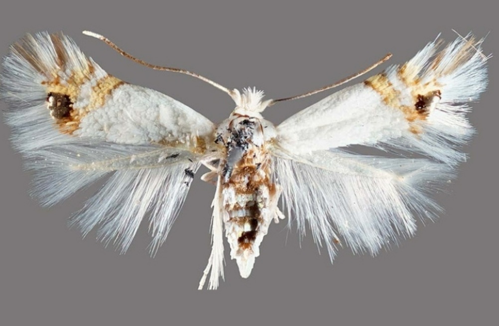 En Río Negro detectan el avance de la polilla del álamo