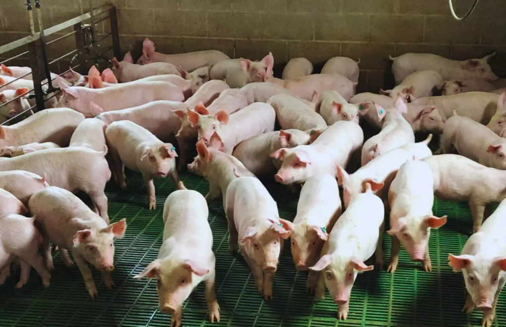 El uso de efluentes porcinos aumenta el rinde de soja