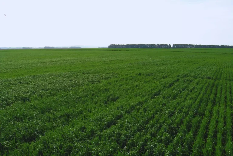 La salud del suelo: Clave para mejorar rindes y calidad de grano