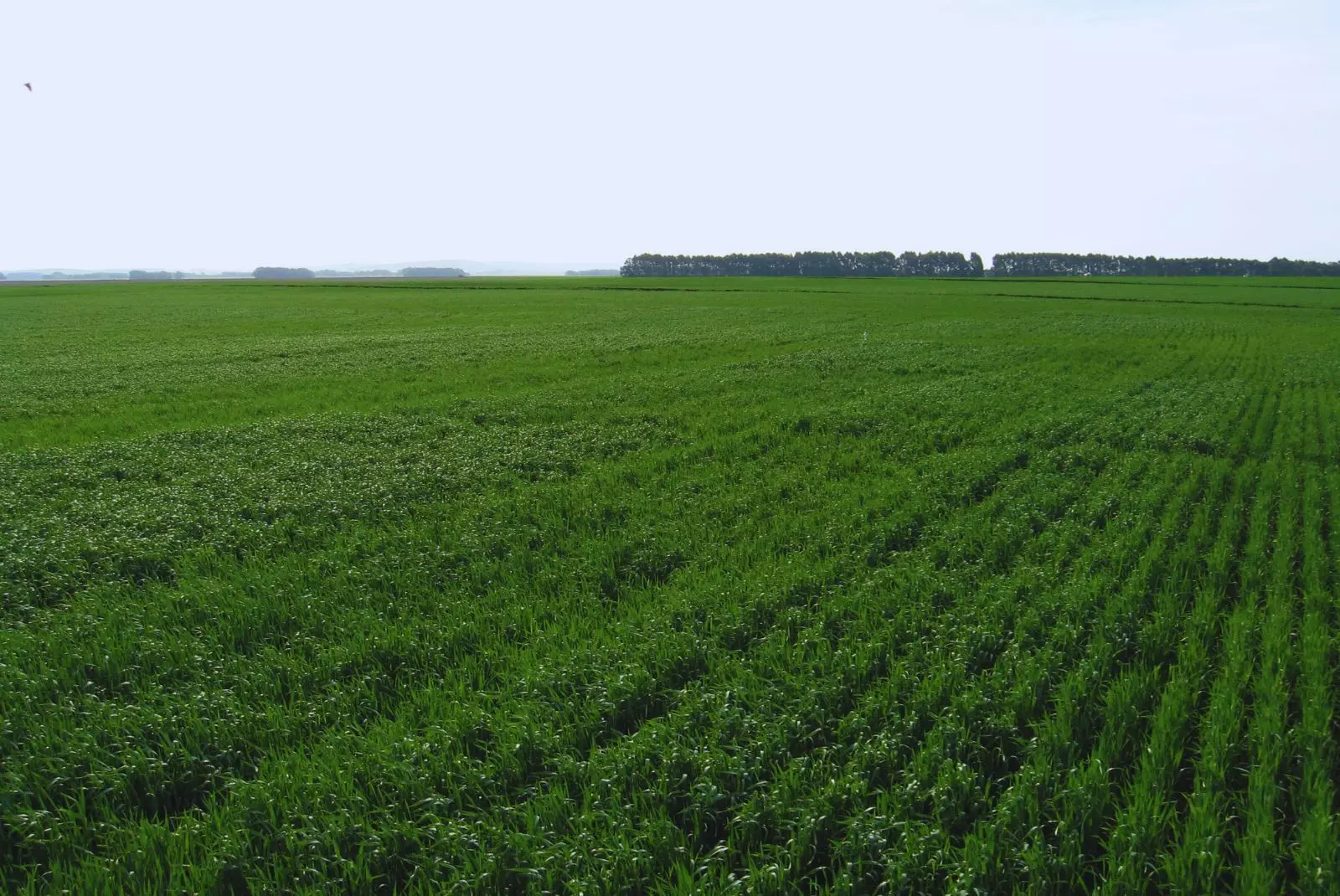 La salud del suelo: Clave para mejorar rindes y calidad de grano
