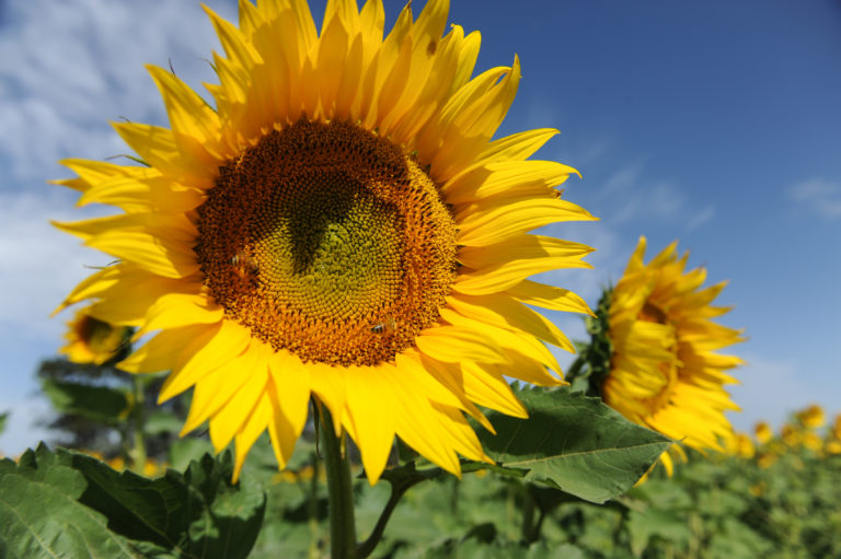 Argentina lidera la producción de girasol con certificación sustentable