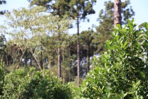 Primeros pasos para una buena productividad en yerba mate
