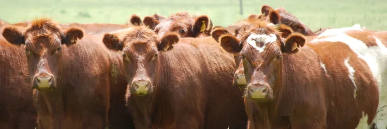 Capacitación virtual sobre «Fertilización de pasturas y verdeos»