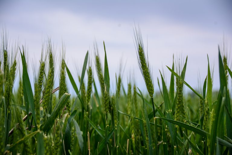 Trigo nuevo con baja cobertura: solo el 12 % tiene precio fijado