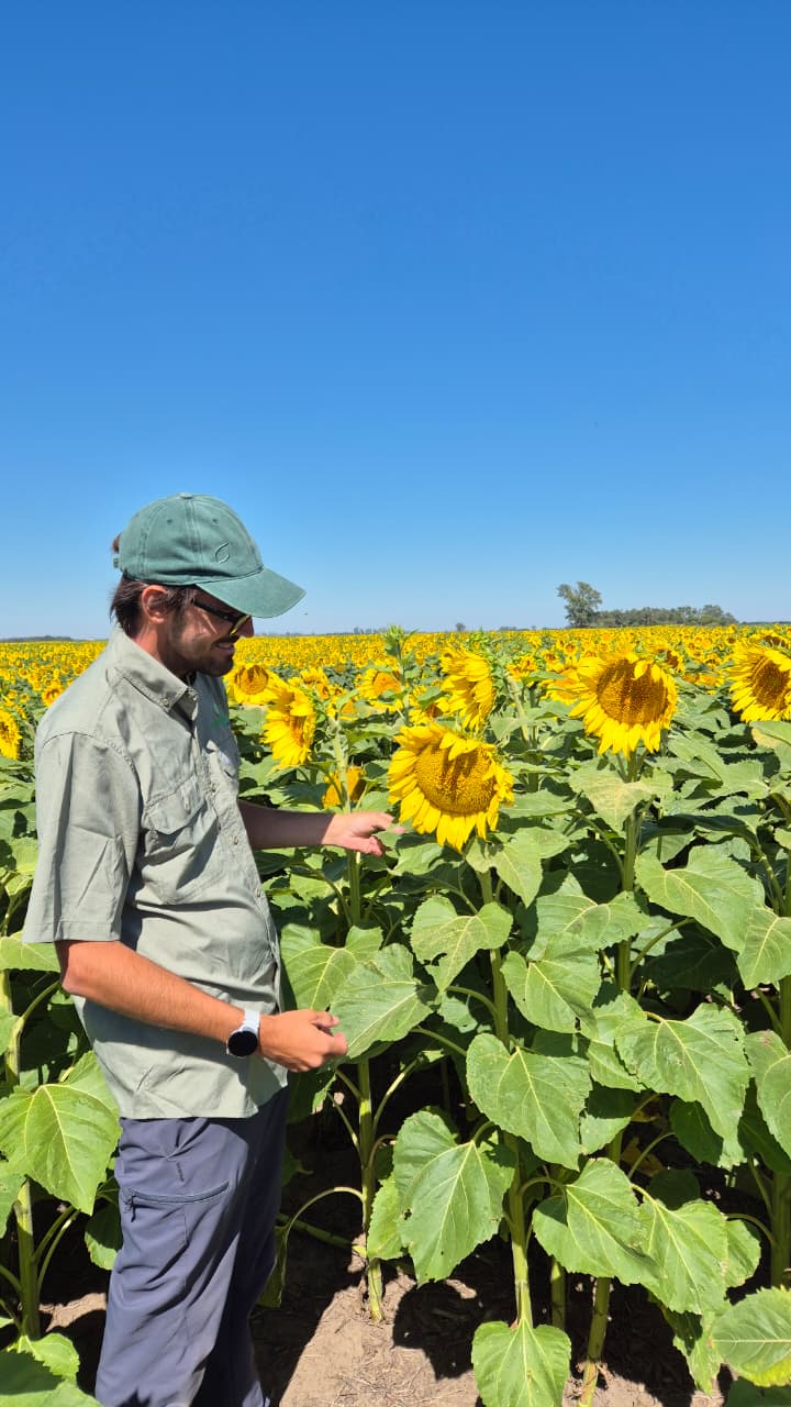 El girasol, la mejor opción en el sureste cordobés