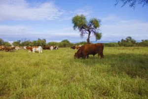 Pastura para optimizar la producción ganadera