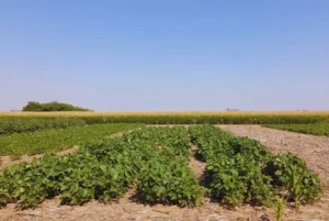 Logran editar un biofertilizante que aumenta un 6 % la productividad de la soja