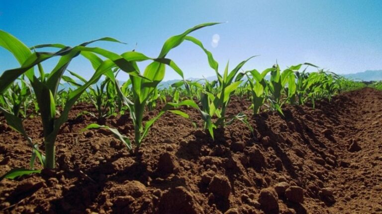 El maíz vuelve a tomar fuerza: Se proyectan 7,8 millones de hectáreas para la campaña 2025/26