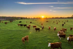 Invernada pastoril: Suben los costos y el pasto gana protagonismo