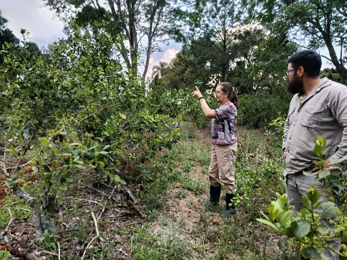 Producción regenerativa, el nuevo estándar en yerba mate
