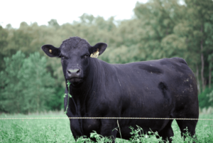 Suplementar vacas en lactancia: ¿Sí o no?