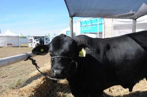 10/03 – VUELVEN LAS VACAS  “AHORA BRANGUS!” EN EL JUEVES GANADERO DE EXPOAGRO