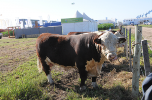11/03 – HEREFORD RENUEVA SU APUESTA A LA EXPORTACION DE CARNE DE ALTA CALIDAD