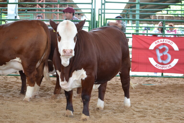 Braford mostró su gran presente en la pista con los animales a corral