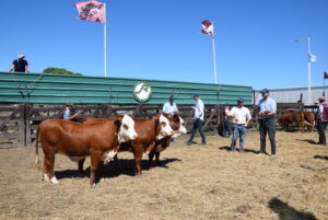 Excelente calidad en los conjuntos Braford de la Nacional de Primavera