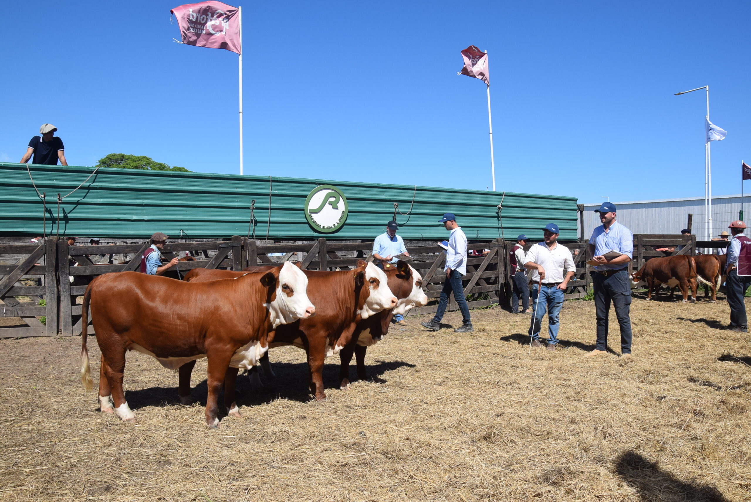 Excelente calidad en los conjuntos Braford de la Nacional de Primavera
