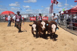 Con gran nivel en pista, se eligieron los mejores ejemplares Braford a corral
