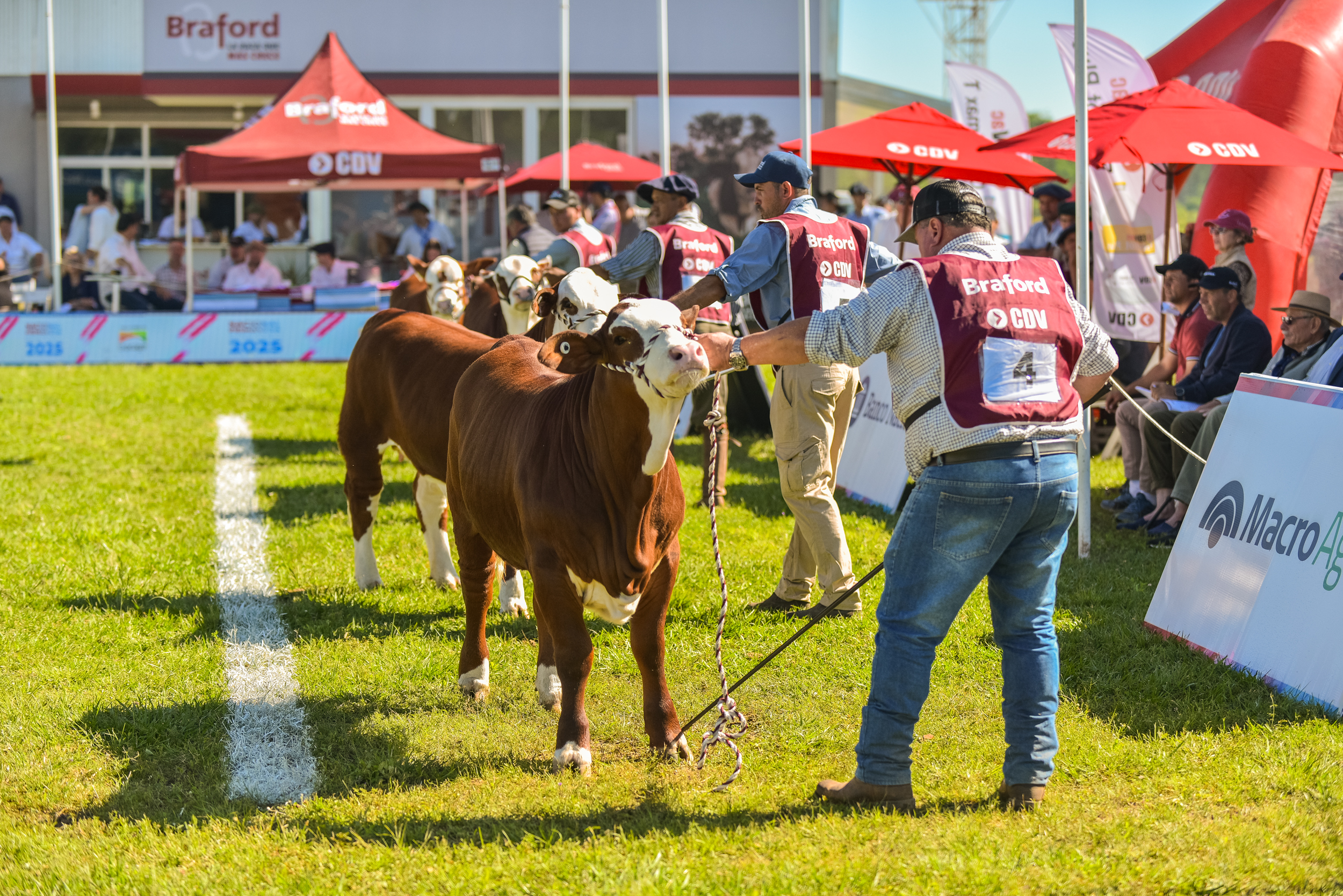 Jornada de grandes campeones en la Nacional Primavera Braford