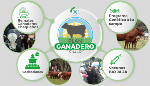 La Provincia de Chaco acompaña el 8° Congreso Mundial Braford con planes destinados a la producción Ganadera