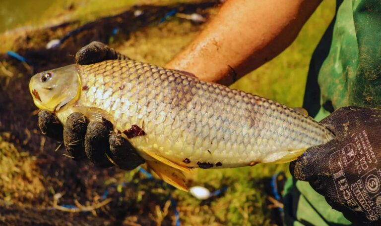 La boga, una alternativa clave para la acuicultura nacional