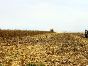 Innovación. Argentina es pionera mundial en cabezales maiceros