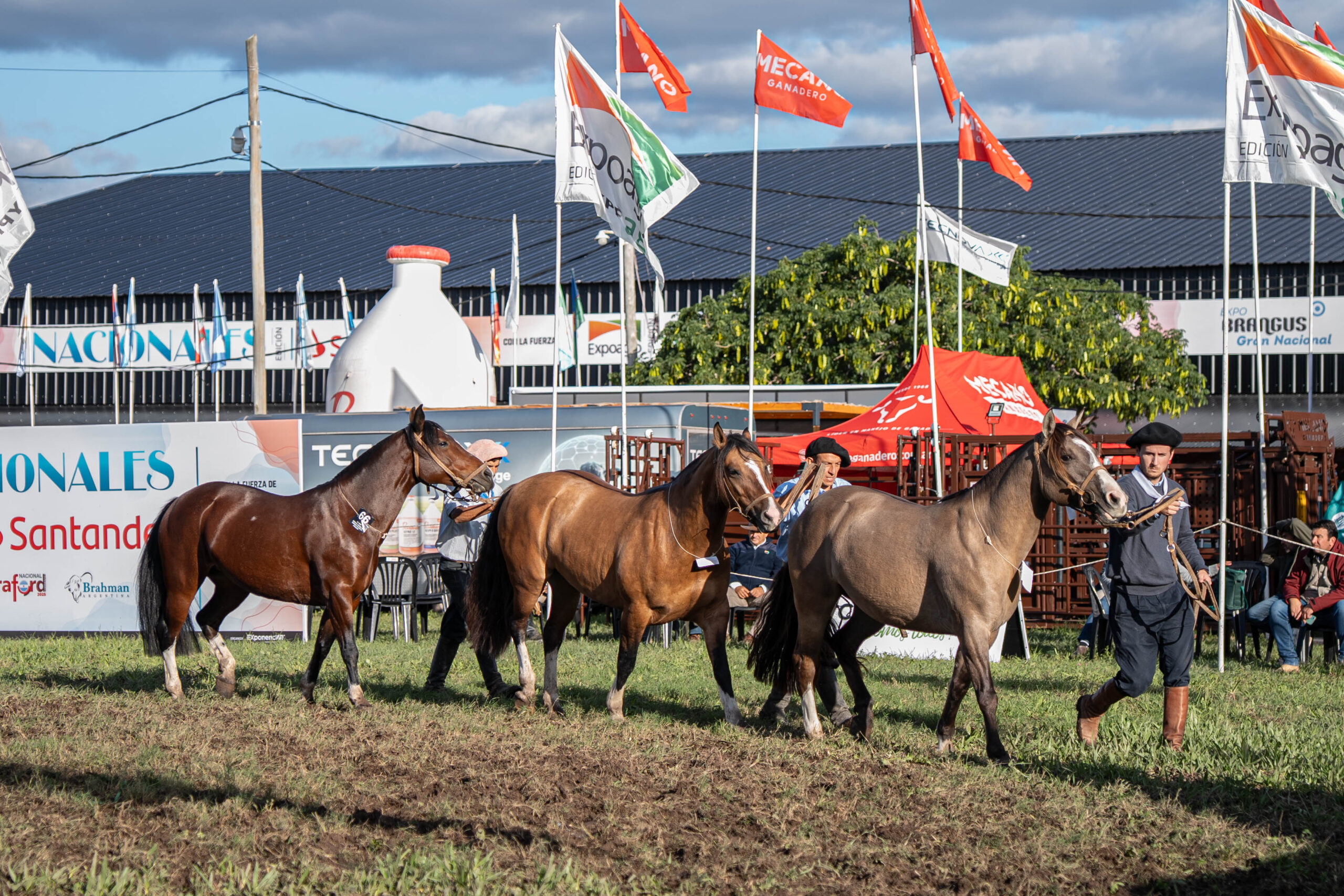 La pasión por el caballo Criollo tuvo su evento central en Las Nacionales