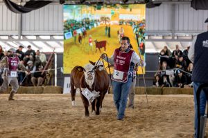 Las Nacionales de Braford, Brahman y Dorper conquistan Corrientes