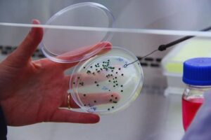 La levadura Lalvin Tango duplica sus exportaciones y conquista mercados