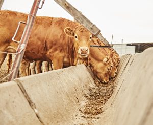 Limousin, la herramienta que mejora los márgenes económicos en ganadería