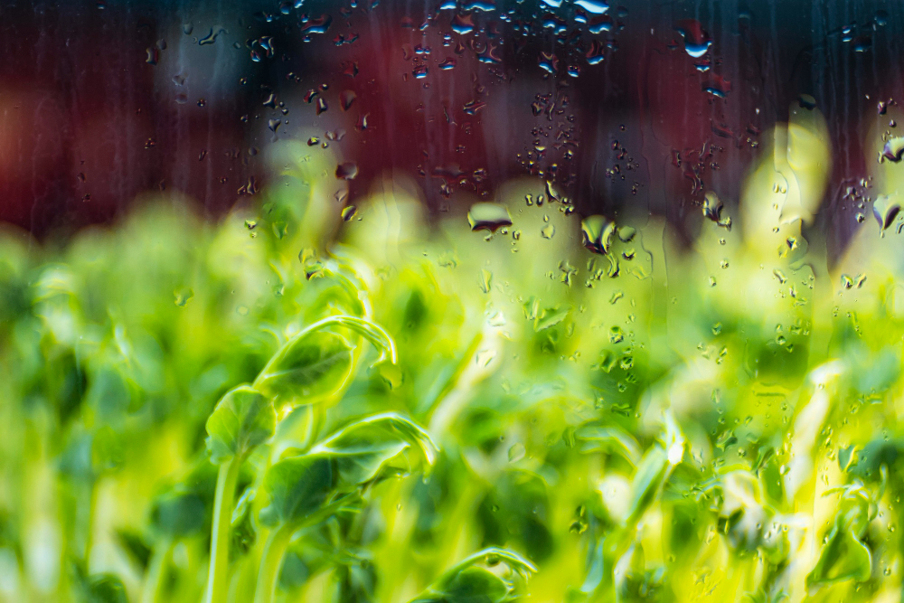Alerta hídrica en el centro del país: lluvias intensas amenazan cultivos y siembras