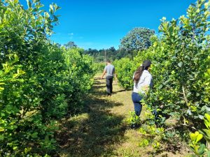 Yerba Mate: productores afectados por granizo recuperan yerbales