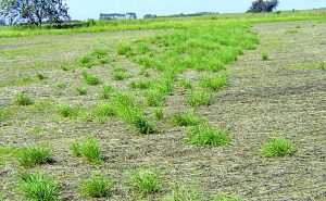 Salir de la seca: claves para el manejo de las malezas de otoño