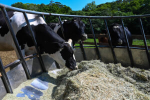 Tambo: Los costos suben en dólares, pero bajan medidos en litros de leche