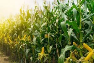 La chicharrita del maíz sigue ausente en la mayoría de las regiones