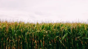 La chicharrita cede terreno, pero el agua frena la siembra de maíz temprano