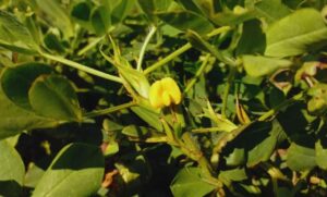 Por qué el maní cordobés es el más dulce del mundo