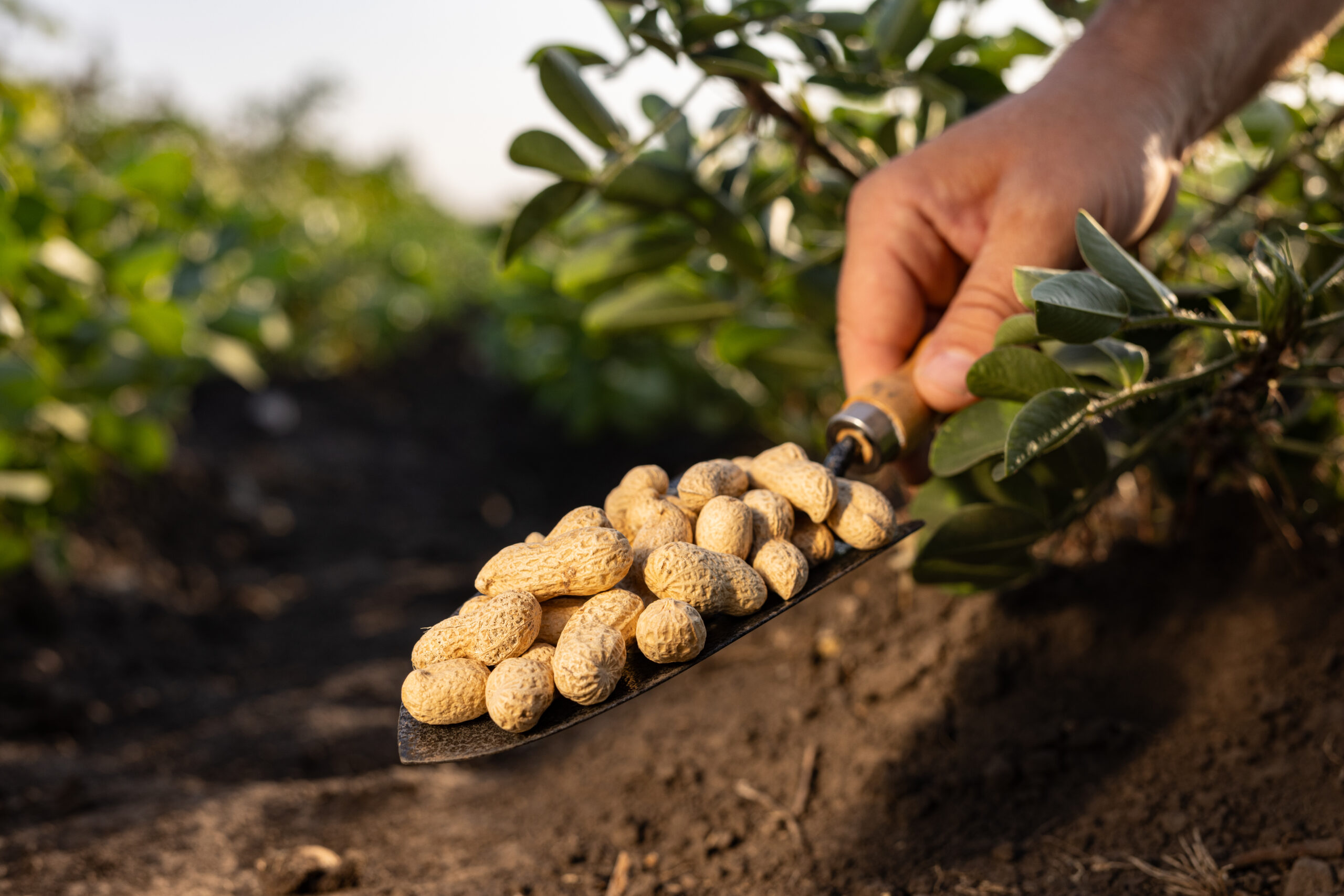El futuro del maní argentino, industrialización  y su valor agregado