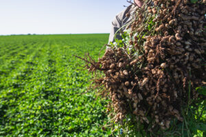 El futuro del maní argentino, industrialización  y su valor agregado