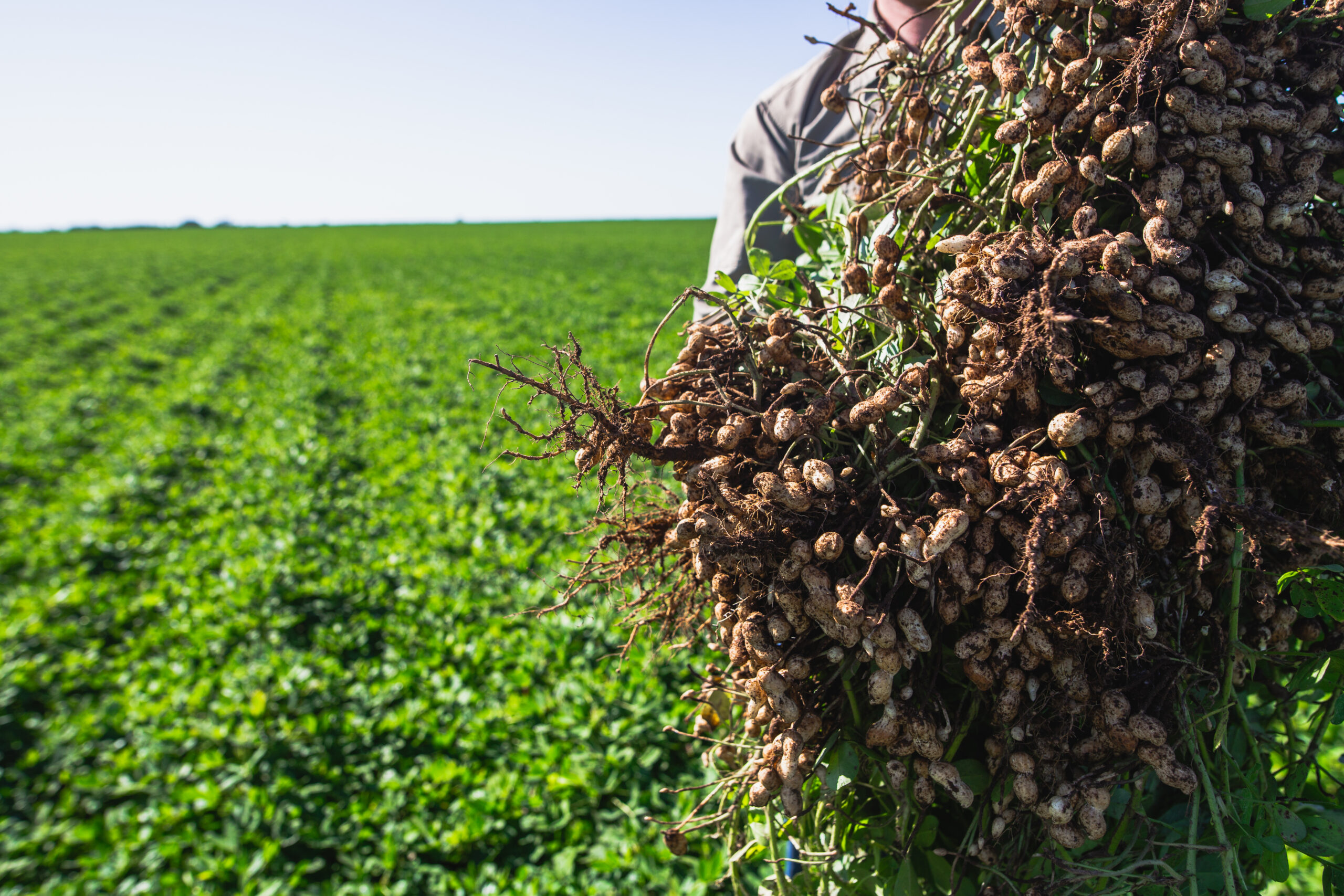 El futuro del maní argentino, industrialización  y su valor agregado
