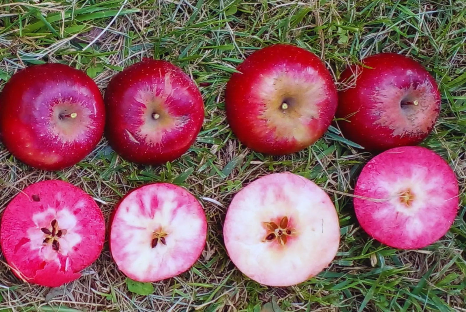 Evalúan el comportamiento productivo de manzanas de pulpa roja en el Alto Valle