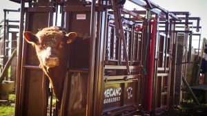 Expondrán una casilla que optimiza el manejo de animales y un nuevo sistema de TORIL