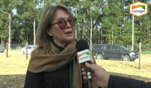 La industria maderera y un escenario desafiante: Costos en alza, exportaciones estables y competitividad en jaque