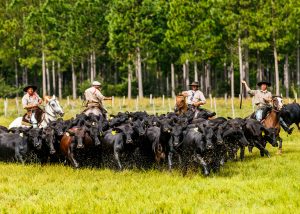Mundial Brangus: participarán 15 países y 800 reproductores