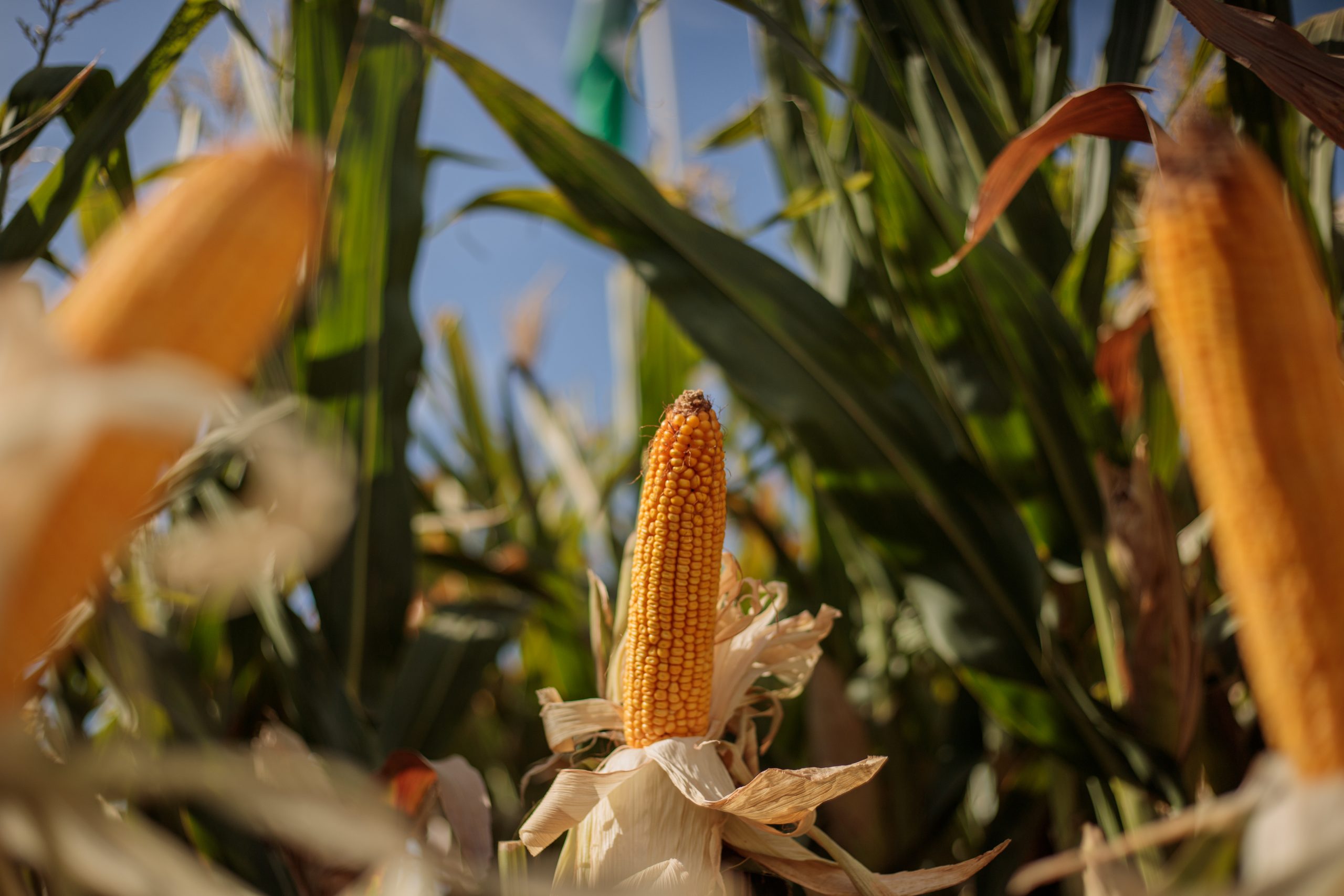 NK aportó rendimiento, adaptabilidad y recursos tecnológicos a la agricultura durante la megamuestra