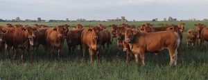 «Limousin supera en los resultados económicos al resto de las razas carniceras»