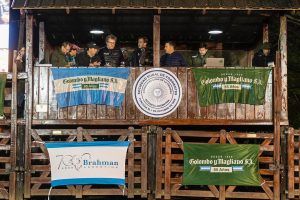 Braford y Brahman pusieron sus mejores ejemplares en la pista de ventas