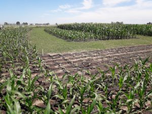 16/01 – NIDERA SE PREPARA PARA ESTAR AL LADO DEL PRODUCTOR EN EXPOAGRO