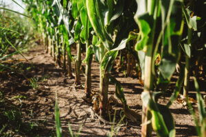 Con siembra variable, el maíz pudo sortear los suelos arcillosos de San Antonio de Areco y superar en rinde