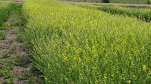 Carinata, camelina y colza: Oleaginosas invernales que impulsan la intensificación agrícola y la bioenergía
