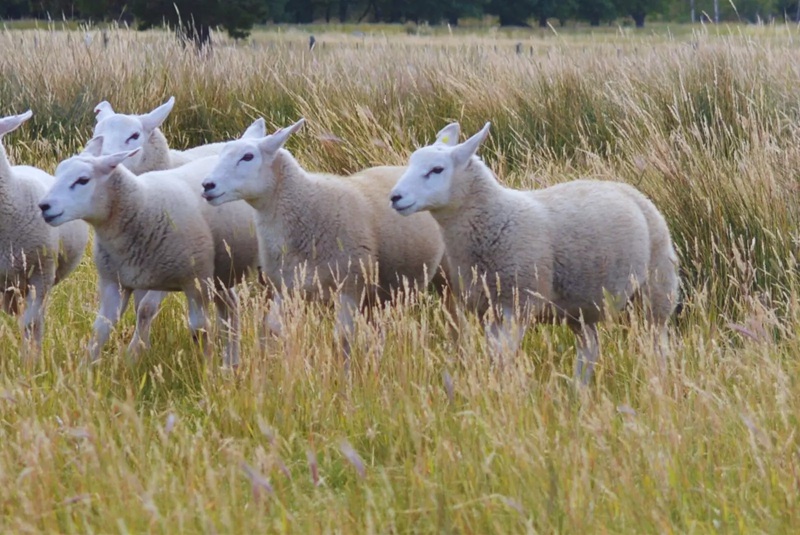 Manejo ovino: claves para un trabajo eficiente